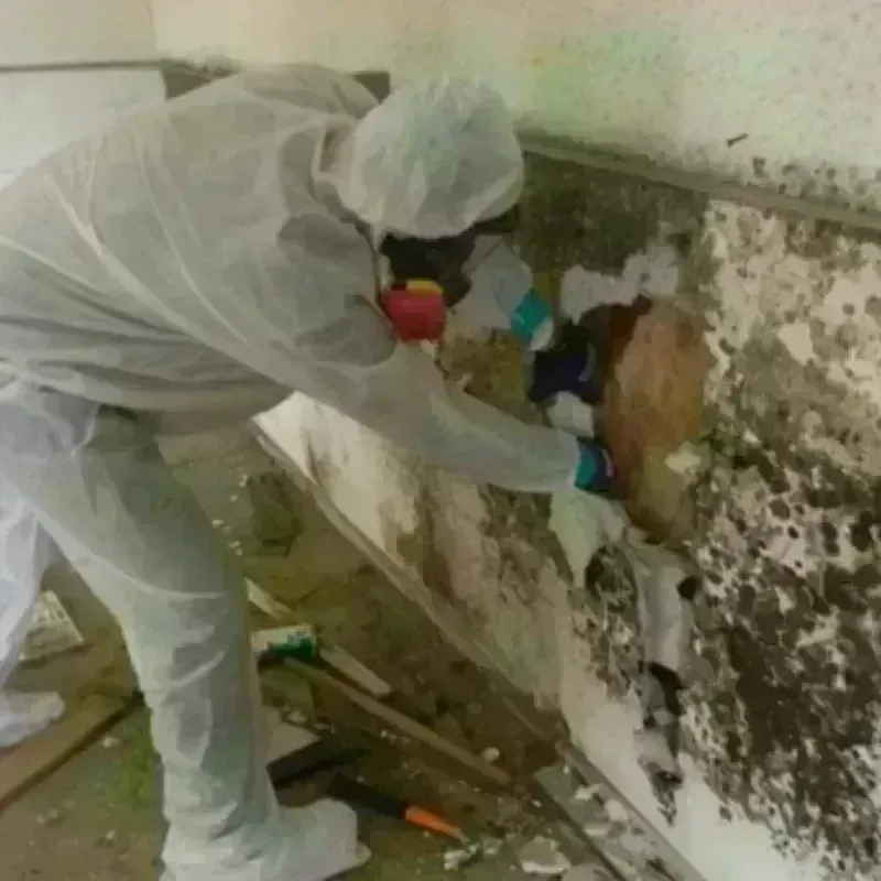 Mold Remediation and Removal in Rockford, MI